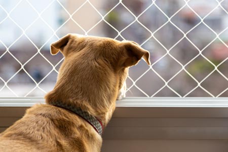 Mallas de Seguridad para Perros en Santiago